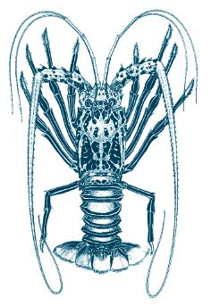 lobster Panulirus versicolor 10 cm (and 169