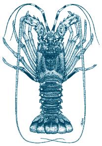5 cm Ornate lobster