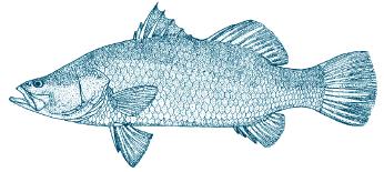 Barramundi Lates calcarifer 36 cm 18 mesh size Barramundi are found in rivers, lakes and deltas along the southern coast of PNG s mainland,