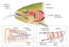 Vertebrate Respiration Fish: The only vertebrate adapted to live their lives solely in water.
