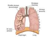 Vertebrate Respiration (con t) Reptiles, Birds, and Mammals: Have lung based respiratory systems used to obtain oxygen from air Functional units of lungs are known as alveoli Their main function in