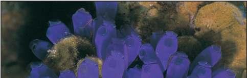 Subphylum Urochordata Tunicates