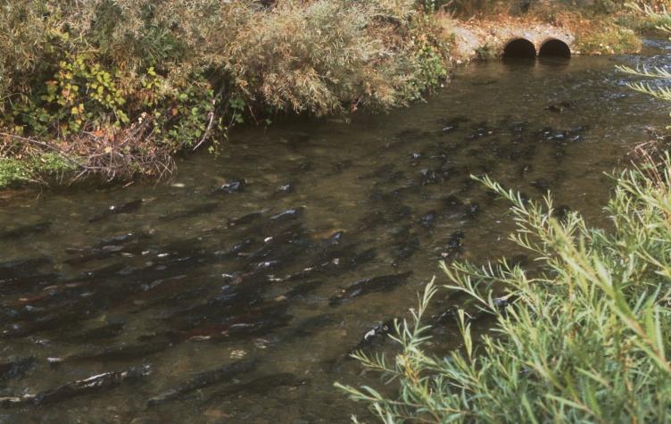 differences clock gene found in nominal Feather river spring run, but