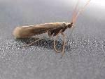 Aquatic insect orders Order Number of North