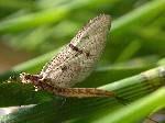 Adults Ephemeroptera (mayflies) 572 Odonata