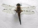 (stoneflies) 582 Trichoptera (caddisflies)