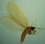 flies) 6 Lepidoptera (moths)