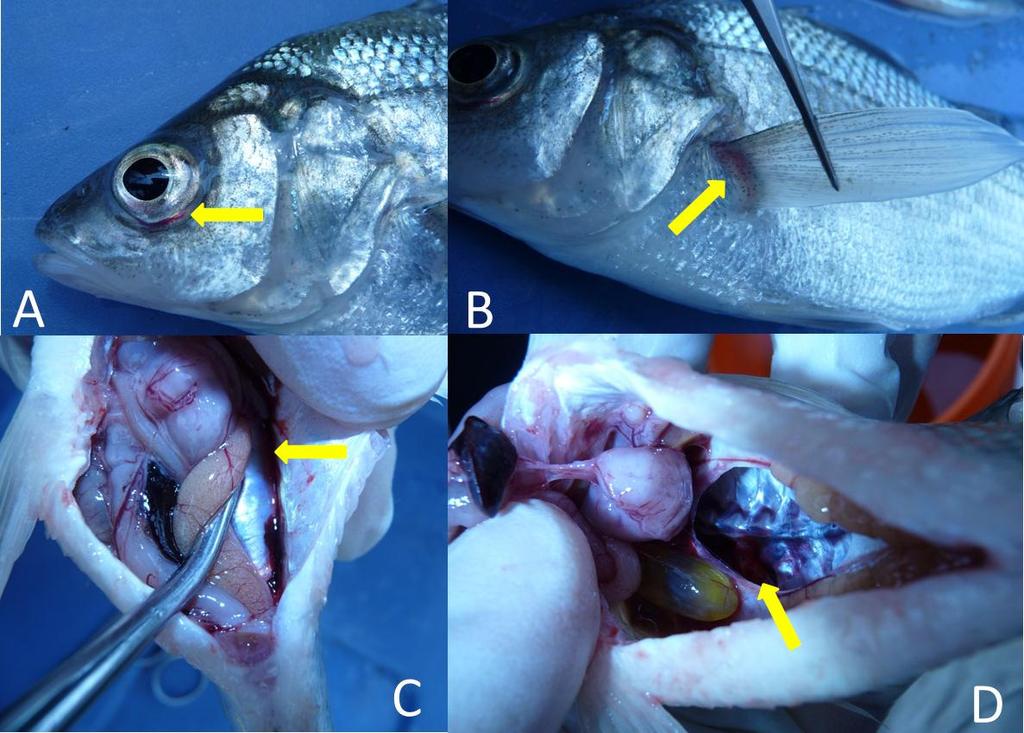 Figure 2 Examples of Injuries in the White Perch (Are likely to have resulted from exposure to pile driving.
