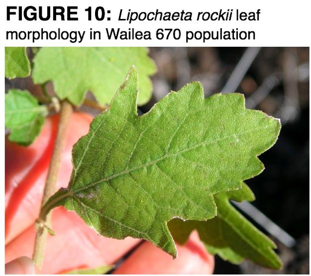 Each local population has unique morphological traits which distinguish them. The Wailea 670 population represents one end of the morphological spectrum, its leaves being the least dissected 7.