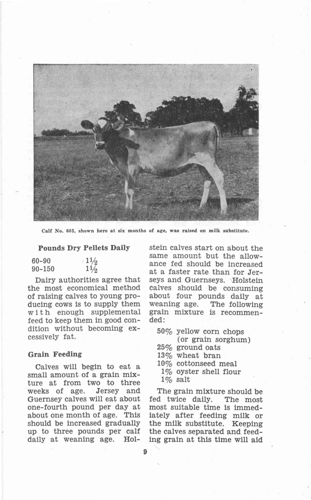 Calf No. 603, shown here at six months of age, was raised on milk substitute.