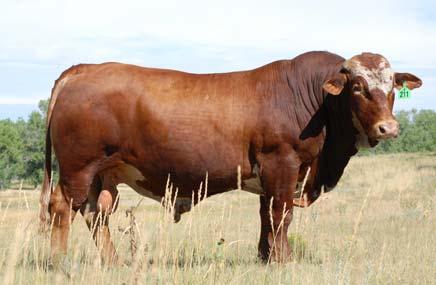 3. Weight: Bulls to be retained as herd sires are selected based upon weaning weight, post-weaning gain and yearling weight.