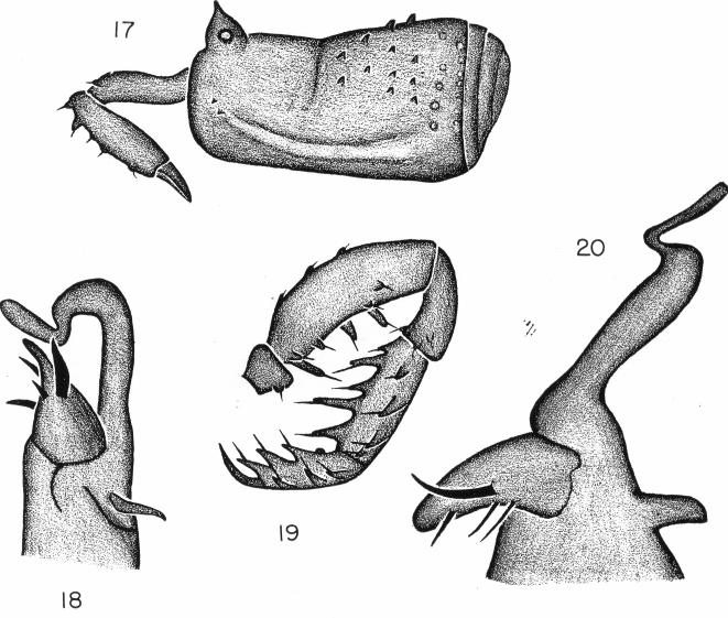 10 FORSTER Figs. 17-19. Hendea coatesi n. sp. Fig. 17. Lateral view of scute, free tergites and chelicera. Fig. 18. Male genitalia. Fig. 19. Male pedipalp. Fig. 20. Hendea myersi cavernicola Forster.