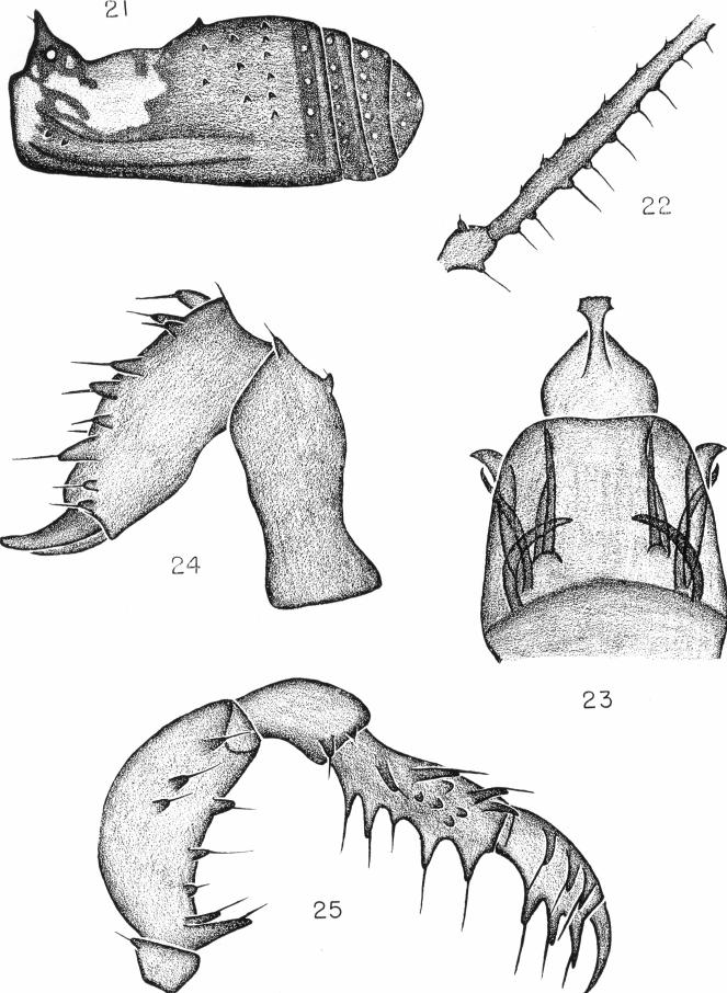 12 FORSTER Figs. 21-25. Hendea townsendi n. sp. Fig. 21. Lateral view of scute and free tergites. Fig. 22.