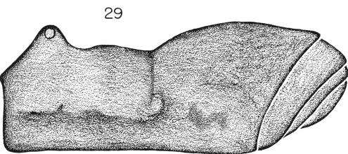 14 FORSTER Figs. 29-31. Nuncio (Nuncio) marchanti n. sp. Fig. 29. Lateral view of scute and free tergites of male.