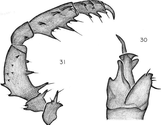 Two short, sharp tubercles are present on the proximodorsal surface.