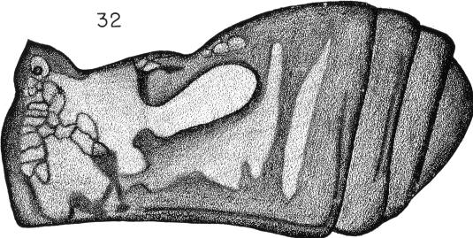 Type: Holotype male. Fiordland. Aurora Cave, Te Anau, 1962, D. J. Kershaw. Apart from the distinct ocular spine this species is similar in external appearance to marchanti.