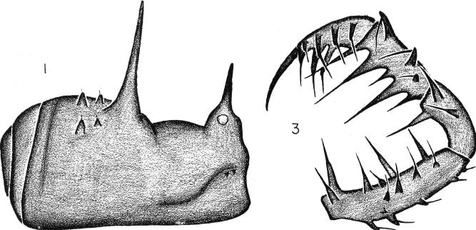 HARVESTMEN FROM NEW ZEALAND CAVES Figs. 1-4 Hendea spina n. sp. Fig. 1. Lateral view of scute and free tergites of male. Fig. 2. Male genitalia. Fig. 3. Male pedipalp. Fig. 4.