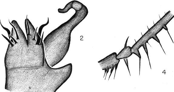 Area 2 with a strong, erect, median spine, which is almost 2 times the length of the ocular spine. Areas 3 and 4 with a median pair of small rounded tubercles.