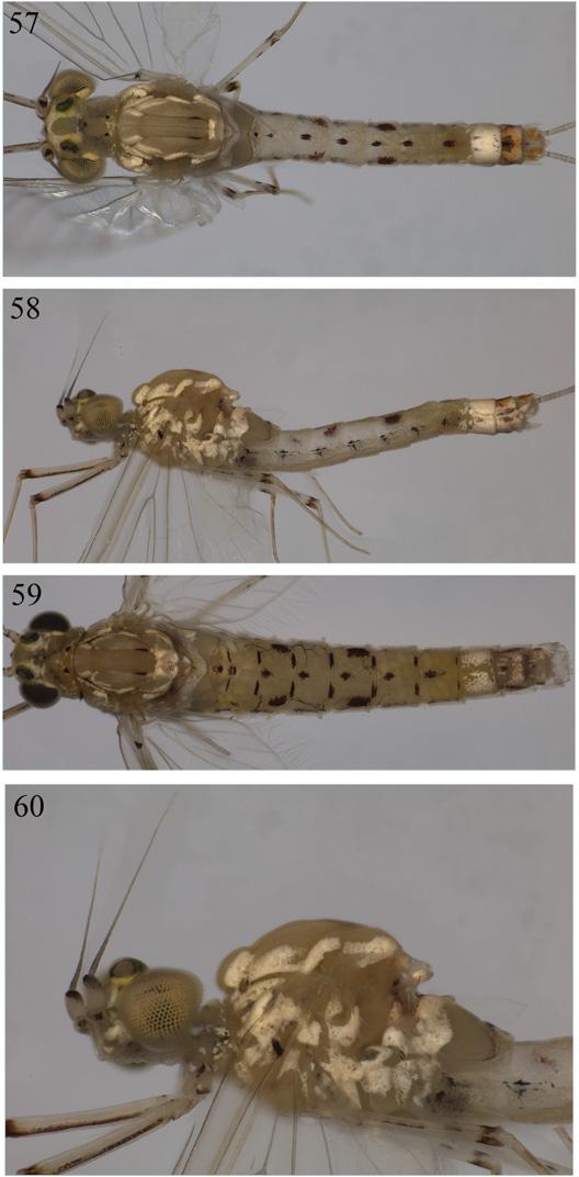 F.F. Salles et al.: Ann. Limnol. - Int. J. Lim. 47 (2011) 21 44 37 Figs. 61 64. Aturbina nigra, sp. nov. 61, male subimago d.v.; 62, female d.v.; 63, female l.v.; 64, female, detail of head and thorax, l.