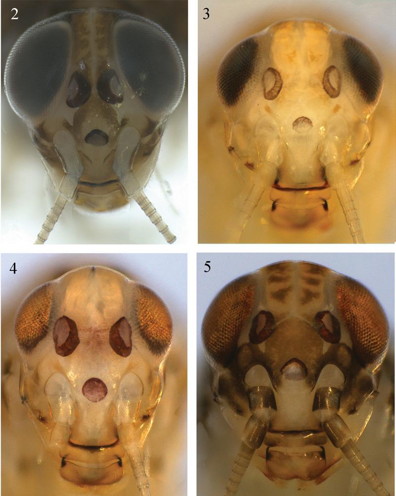 24 F.F. Salles et al.: Ann. Limnol. - Int. J. Lim. 47 (2011) 21 44 Fig. 2 5. Aturbina spp., nymphs, frontal view of head. 2, A. beatrixae (male). 3, A. georgei (female). 4, A. maculata, sp. nov.