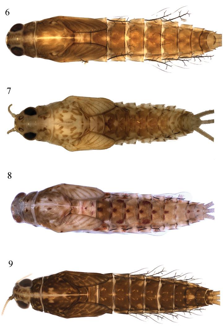 F.F. Salles et al.: Ann. Limnol. - Int. J. Lim. 47 (2011) 21 44 25 Figs. 6 9. Aturbina spp., nymphs in dorsal view. 6, A. beatrixae. 7, A. georgei. 8, A. maculata, sp. nov. 9, A. nigra, sp. nov. Labrum (Fig.