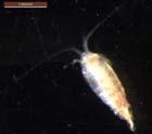 Macro-zooplankton