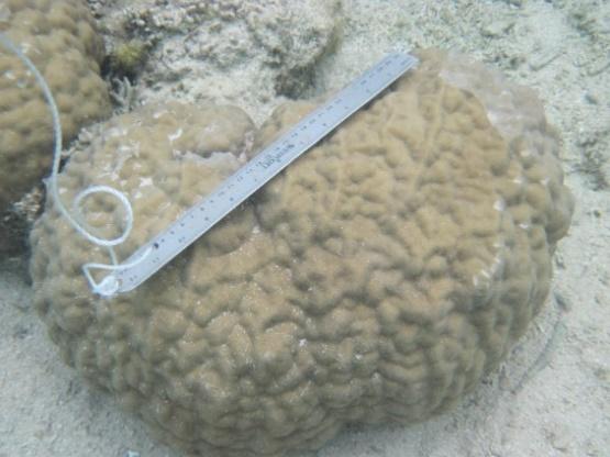 Caulastraea tumida Seriatopora Common, hardy coral, often home to