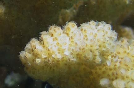stands, relatively hardy coral, may appear a yellow or brown color