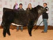 champion for the Chianina breed.
