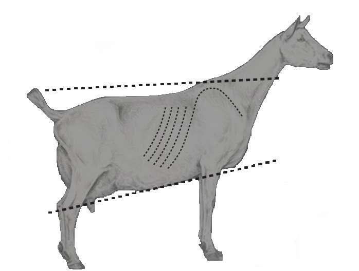DS Dairy Strength 20 Pts 1. Neck long, cleancut 2. Withers prominent and wedge-shaped 3. Ribs flat, flinty, wide, lower ends angle to rear and flank 4.