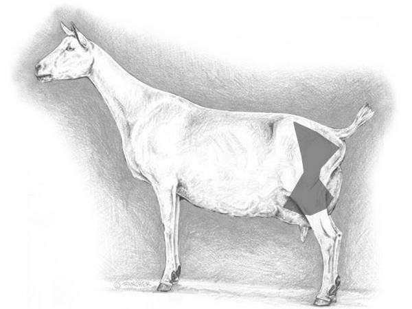 Visualization of Medial Suspensory Ligament (side view) Medial Suspensory Ligament Prevents fluid exchange between halves of the