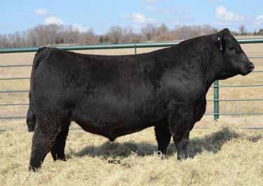 GENETICALLY ENHANCING YOUR ASSETS Angus Bulls Reference Sire JACS ANTICIPATION 7507 Reg.# 16072795 CED BW WW YW Milk CW Marb RE $S $B 3 1.6 58 92 22 34 0.89 0.29 57.23 147.