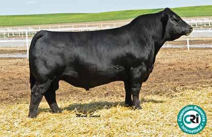 4 4051 has three generations of built in calving ease and cow power to take any progressive operation forward in their genetic decisions. TOP 15% WN, ranking in the top 3% $W of the Angus breed.