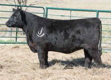6 Angus Heifers 102 103 CAR Efficient 534 SIRE: Schiefelbein Effective 61 Frosty Answer 3979 Rito 6EMG of 4L3 Emblazon DAM: CCLC New Design 1220 CCLC New Design 1001 CCLC EFFECTIVE DESIGN 4137