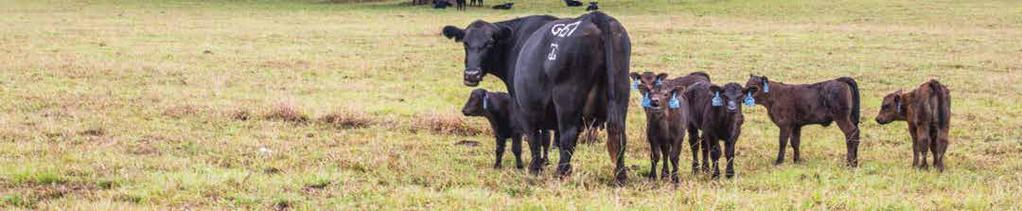 GENETICALLY ENHANCING YOUR ASSETS Sale Day Schedule Friday, April 8 8:00 AM - 5:00 PM - Cattle available for viewing at the Sale Barn.