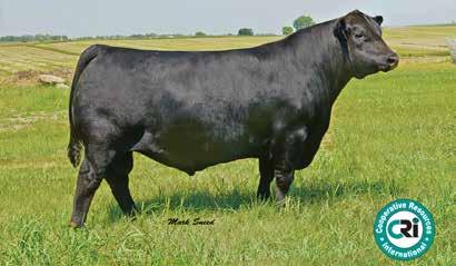 1 GENETICALLY ENHANCING YOUR ASSETS CCLC EFFECTIVE 4142 Angus Bulls Tattoo: 4142 DOB: 09/17/14 AAA #18366580 B PF50 CAR Efficient 534 SIRE: Schiefelbein Effective 61 Frosty Answer 3979 Connealy