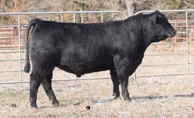 Lot 20 - Lyons Comrade 6218 20 Birth Date: 8/30/16 Connealy Mentor 7374 Lyons Bandolier Lady 0183 Lyons Bandolier Lady 6124 AK 1.