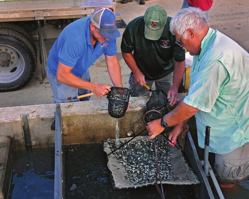 But it s a good problem to have: We ve got too many bass! The Wildlife Department began stocking bass with Florida genetics into state waters in the early 1970s.