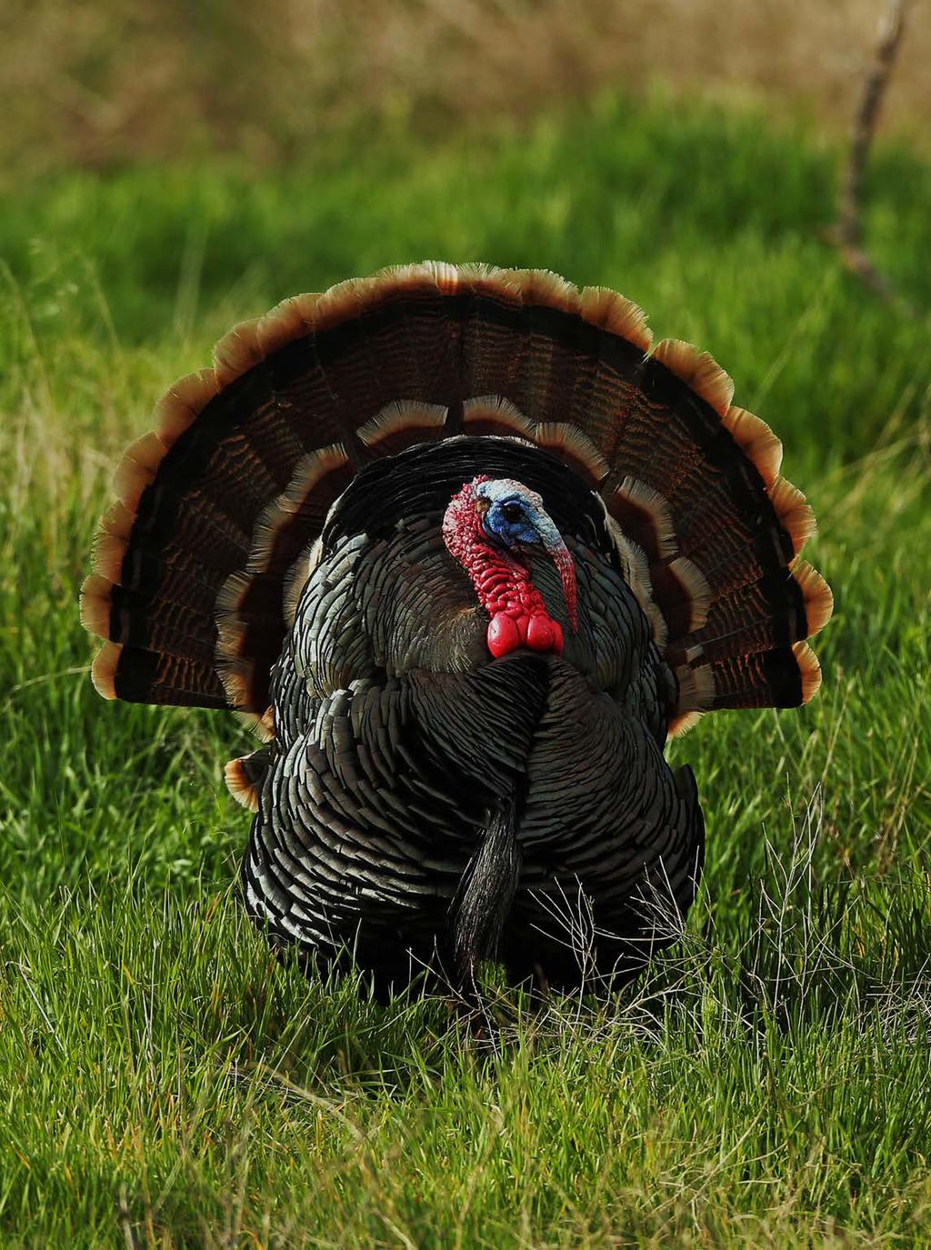 Turkey Legal Hunting Methods Currently unlawful to hunt wild turkeys with a shotgun larger than 10 gauge or smaller than 20 gauge Remove minimum gauge restriction