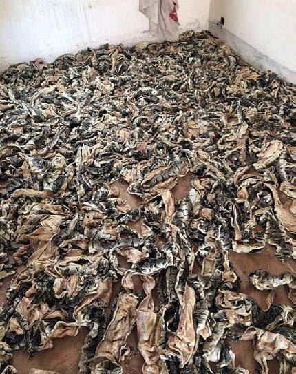 2 traffickers arrested with a lion head skin and two leopard skins Togo EAGLE Togo 3 traffickers arrested with 783 python skins.