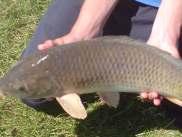 was a 7lb 8oz common. As you can see this Carp looks quite different to a Carp in Frogmore for example. The scales look as if there blended in and there really light coloured.