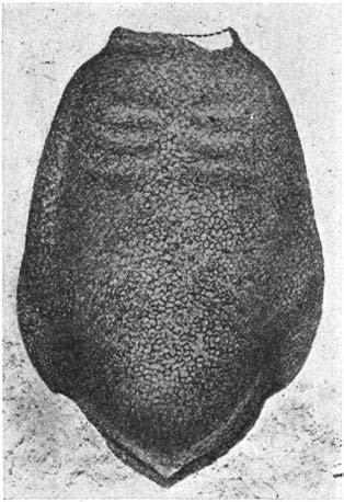 The clncellous and basal layers are normally developed, whereas the reticular layer is almost quite reduced. a b Fig. I. Ctenaspis dentata novo gen. & sp., x ca. 2.5. a. Dorsal,hield, horizon L Ben Nevis, upper part df Red Bay Series.