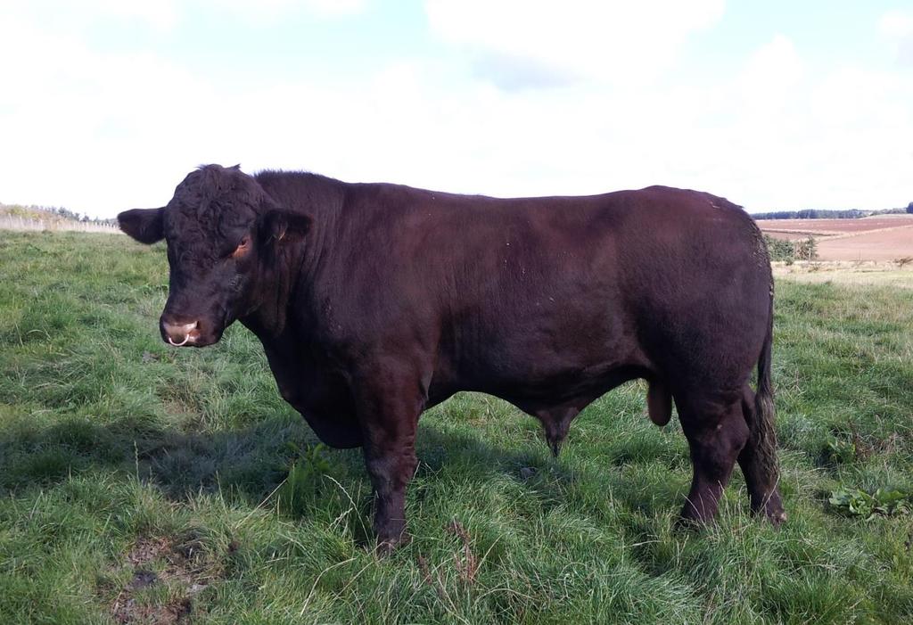 LINCOLN RED CATTLE SOCIETY AUCHMACOY ORLANDO (89.