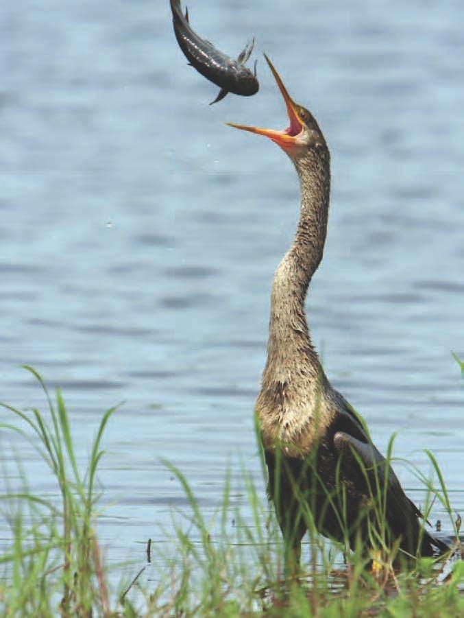 Some wetland birds eat fish.