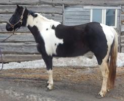 Her owner is selling her farm, so must sell her horses.