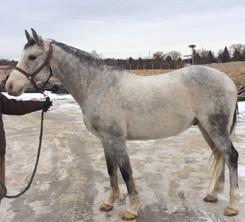 LOT 33 WINSTON WARMBLOOD X - GELDING 12 year old 15.2hh warmblood cross grey gelding. Super nice boy, very confident with a willing attitude. Has shown some basic dressage, as well as 3' jumper.