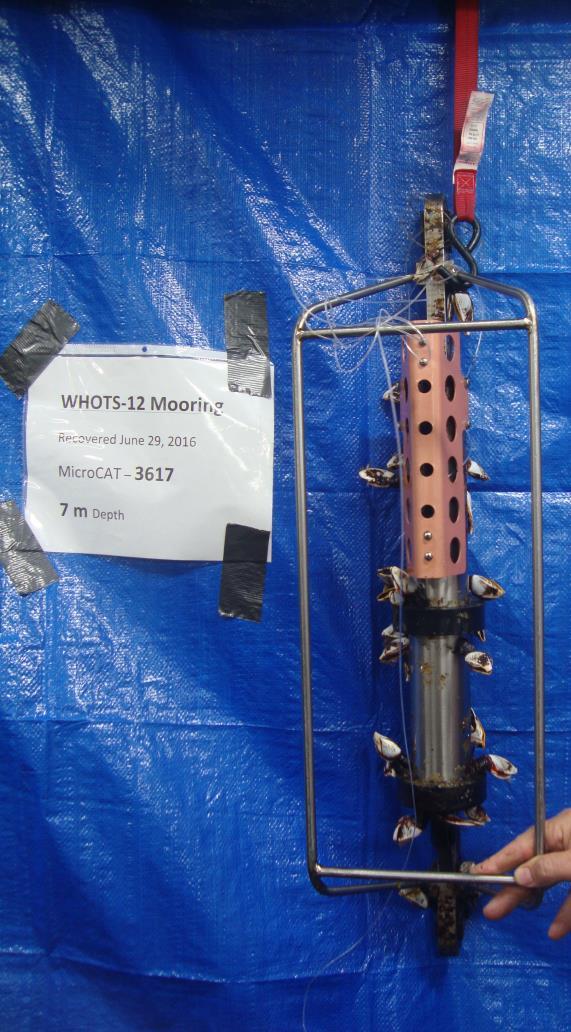 Figure 1b. WHOTS-12, MicroCAT SN 3617 (7 m; left) and SN 6893 (15 m; right), recovered with fishing lines wrapped around their frames. Table 4.