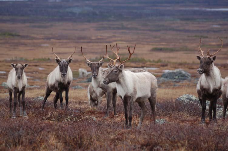 Adaptability to changes in caribou populations Population monitoring and
