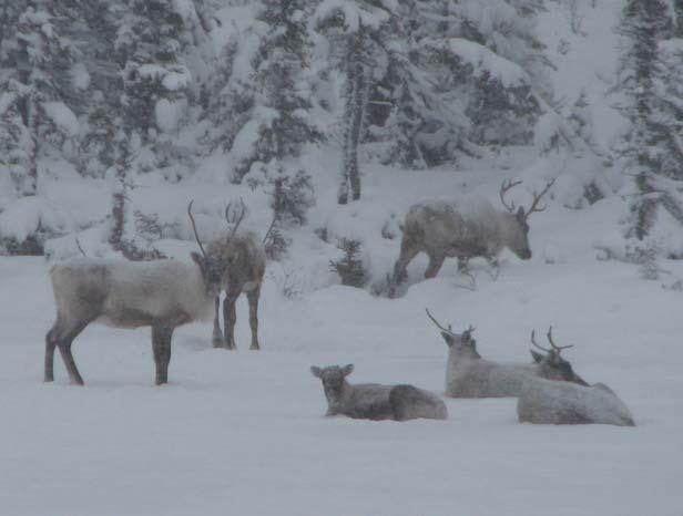 Caribou herd dynamics Northern Québec and Labrador General declines of migratory and sedentary