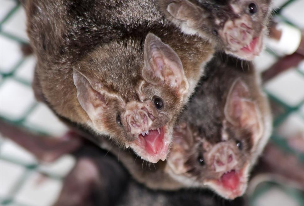 In one year a colony of 100 Vampire Bats can drink the